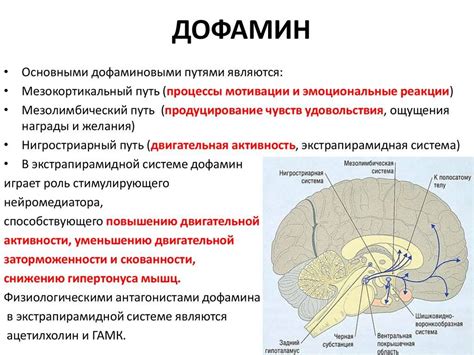 Допамин: гормон наслаждения и его роль в жизни человека