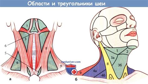 Дополнительные подходы к повышению состояния кожи на области шеи