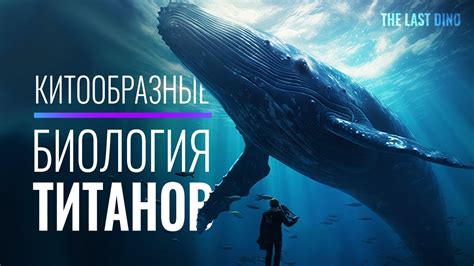 Дружественное поведение китов и их популярность среди общества