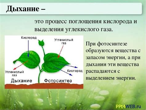 Дыхание у растений: роль листьев, стеблей и корней