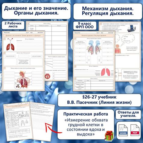 Дыхательная система: работа и значение