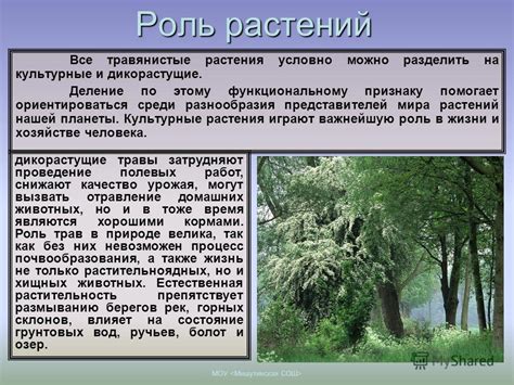 Естественные природные особенности Оттавы: водные течения, водоемы, возвышенности