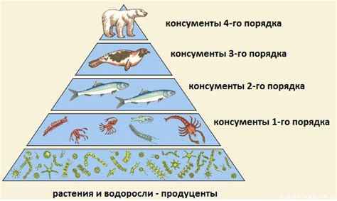 Естественный порядок в пищевых цепях и токсичности веществ