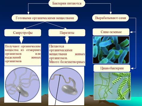 Жгутики и реснички прокариот: отличия и функции