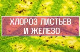 Железо в растительном мире: необходимость и источники