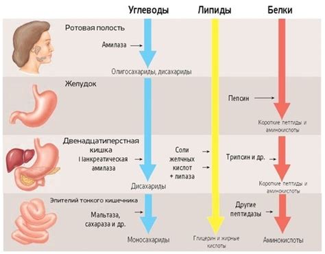 Желудок: процесс расщепления пищи и обеспечение организма необходимыми питательными веществами