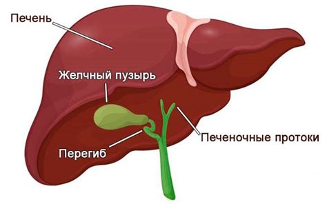 Желчный пузырь: функции хранения и выделения желчи для спутывания жиров