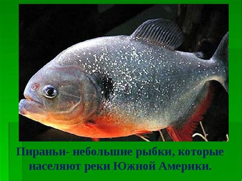 Жизненная среда пираньи: реки Южной Америки