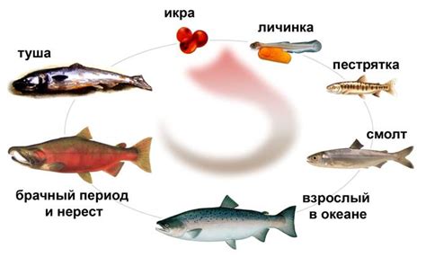 Жизненная территория лосося: от пресных рек до соленых морей