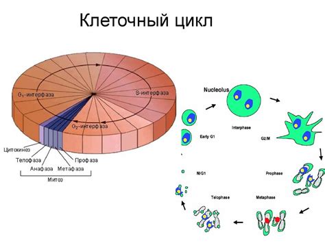 Жизненный путь лисозом: от образования до разрушения