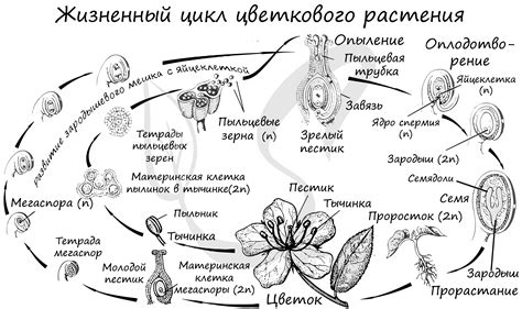 Жизненный цикл и поведение ночных вредителей