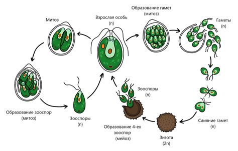 Жизненный цикл и размножение эвглены зеленой