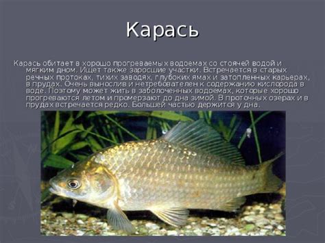 Жизнь карася в водохранилищах и водоемах со стоячей водой
