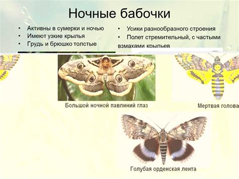 Жилище и природные условия обитания элпенора фокиде