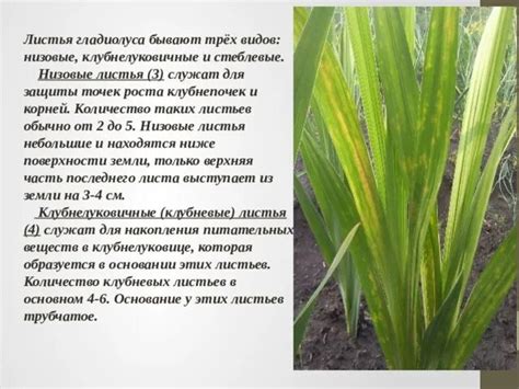 Заболевания и вредители, мешающие наступлению цветения у гладиолусов