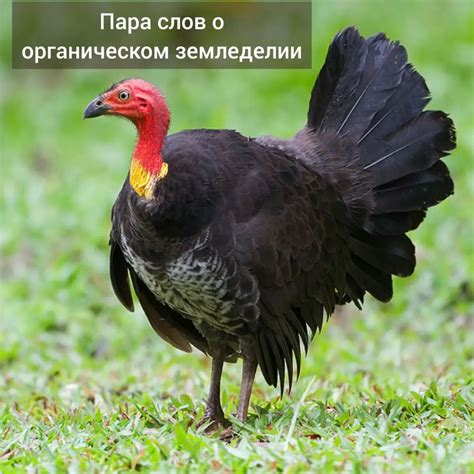 Забота о гнездовье: обеспечение комфорта для безопасной откладки яиц