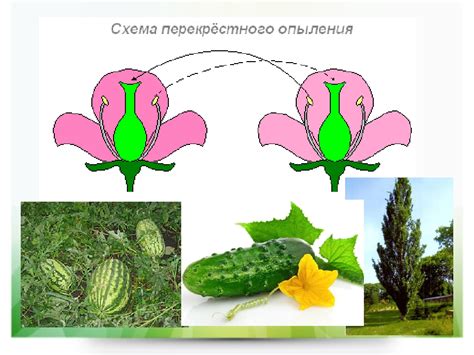 Зависимость семявхода от опыления и оплодотворения