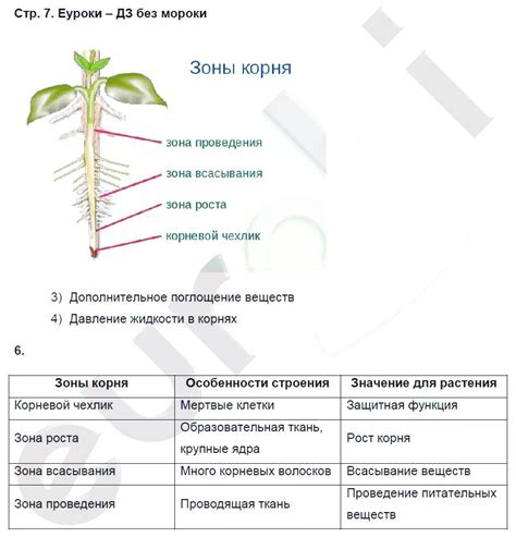 Загадочный корень: его значение и применение