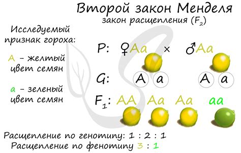 Закон Менделя: принцип комбинированного наследования свойств