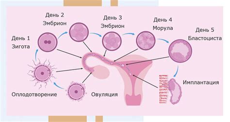 Закон природы: почему оплодотворение наступает только в определенное время