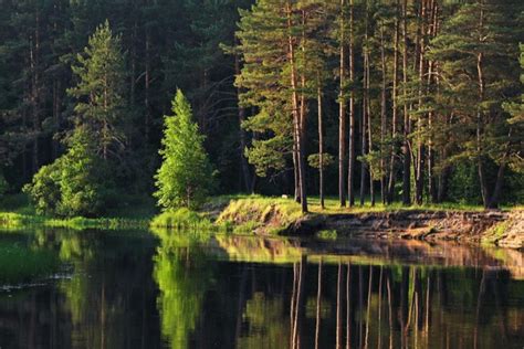 Заповедник "Мещерский": эко-треки и экскурсии для поклонников природы