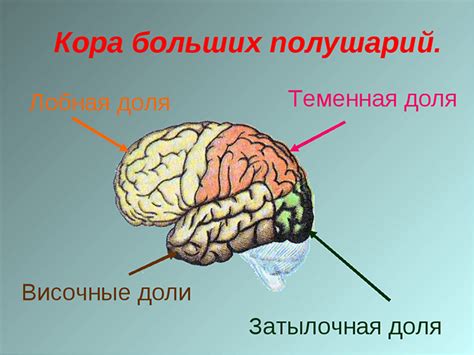 Затылочная доля головного мозга – преобразование входящей информации из внешнего мира