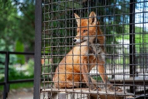 Защита и сохранение численности алтайских рыжих лис