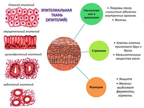 Защита органов и тканей от оксидативного воздействия