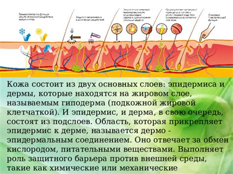 Защита от испарения: роль эпидермиса в структуре кактусов