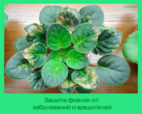 Защита растений от заболеваний и вредителей