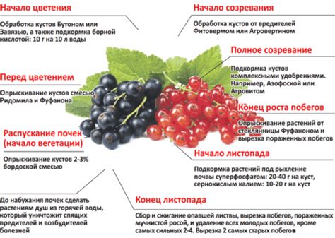 Защита смородиновых кустов от вредных воздействий: секреты эффективной поддержки растений