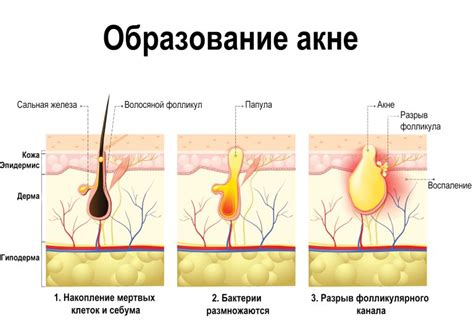 Защитные и регуляторные функции тимуса: роль в поддержании здоровья