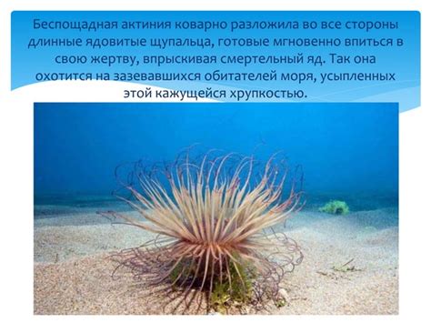 Знакомство с удивительным миром подводного царства