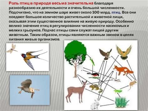 Значение Венериного башмачка в биологическом балансе