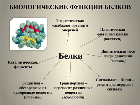 Значение белков для поддержания здоровья