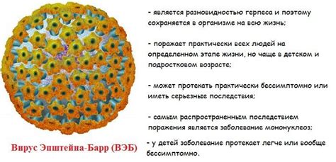 Значение вируса Эпштейна-Барра IGG