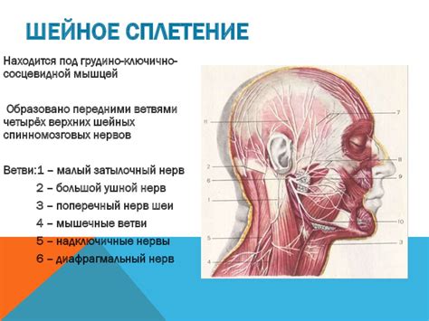 Значение внимания к здоровью кожи области шеи