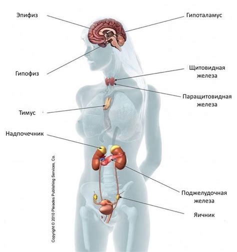 Значение гормонов в начале второй половины месячного цикла
