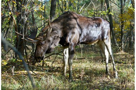 Значение заповедной природы для сохранения уникальных мест обитания лосей