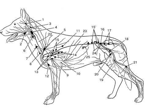 Значение знания расположения лимфатических узлов у собаки