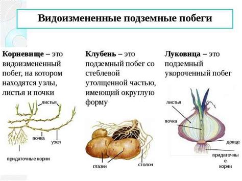 Значение и особенности видоизмененных госномеров