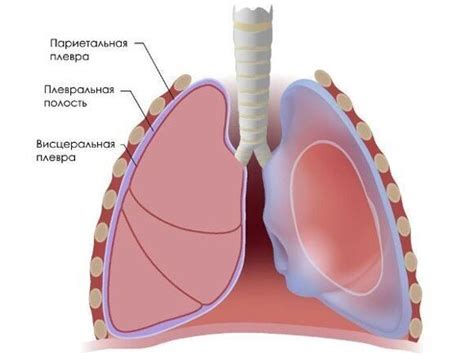 Значение и функции плевральной полости в организме
