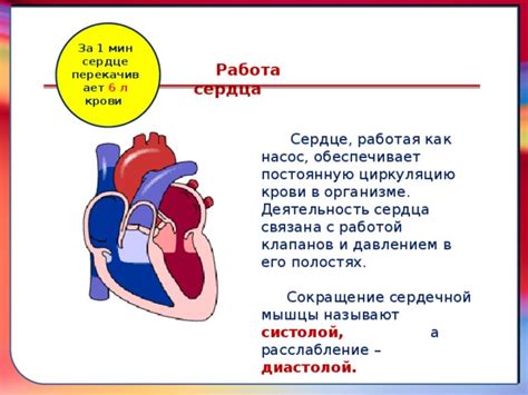 Значение и функция артериальных клапанов: почему и как они размещаются