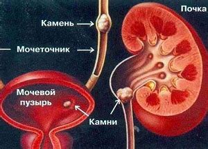 Значение контроля уровня жидкости в мочевом пузыре у домашнего питомца