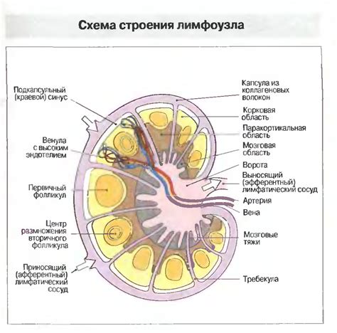 Значение коркового слоя в структуре лимфатического узла