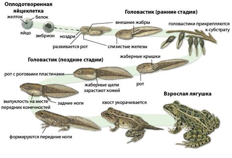 Значение лягушки в учебном процессе и её важность