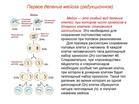 Значение мейоза для уникальности генетического материала животных