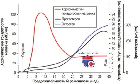 Значение определения концентрации гормона хорионического гонадотропина