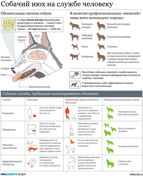Значение органа обоняния у собак
