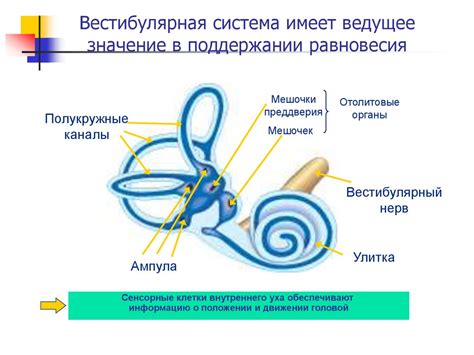 Значение органа равновесия в поддержании гармонии и координации